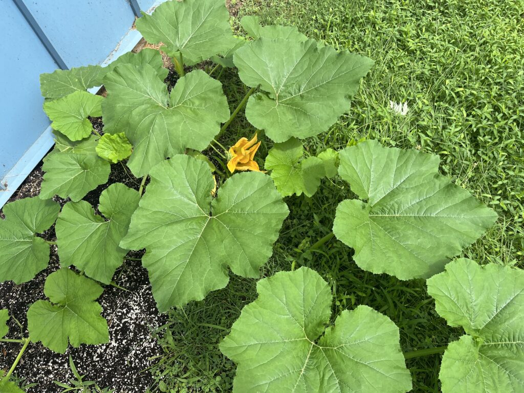A pumpkin plant with large green leaves and a single yellow-orange flower grows next to a blue wall on a patch of soil and grass.