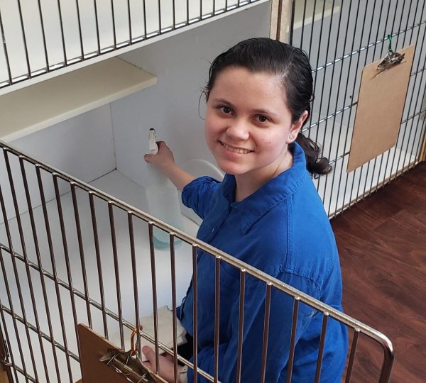 A person in a blue shirt is kneeling on the floor in front of a metal cage, cleaning the interior. Two blank clipboards with are attached to the outside of the cage, and another clipboard is attached to an adjacent cage where a kitten is standing on a shelf. The floor is made of dark wood.